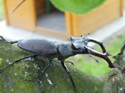 Kdo nám žije na zahrádce